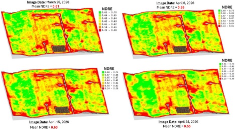 Temporal NDRE maps from satellite imagery showing spatial variability in wheat canopy vigor during the 2026 growing season. Green areas represent higher NDRE values and healthier crop growth, while yellow to red areas indicate lower canopy vigor or potential stress conditions. Map images from Deepak Joshi, K-State Extension.