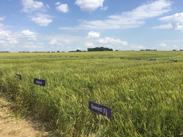 photo of wheat test plots