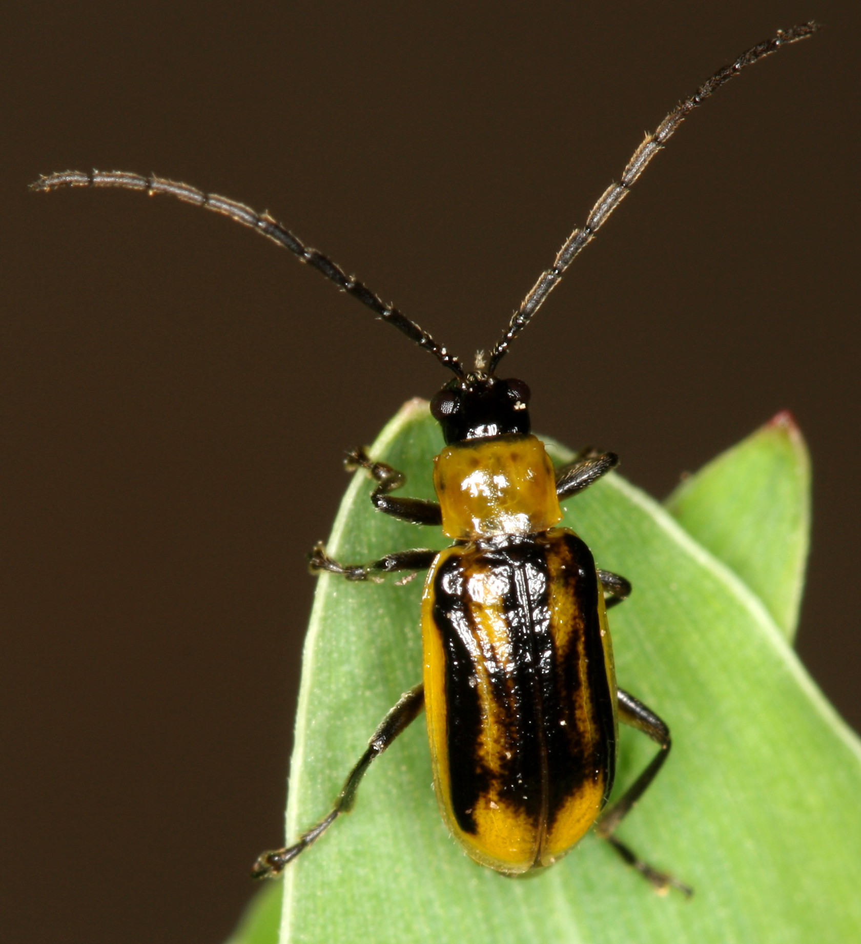 picture of small black and orange bug