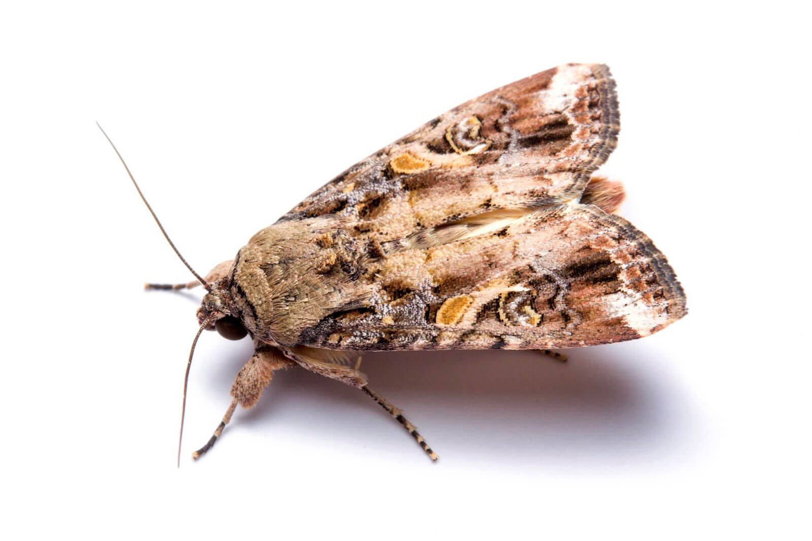 fall armyworm moth