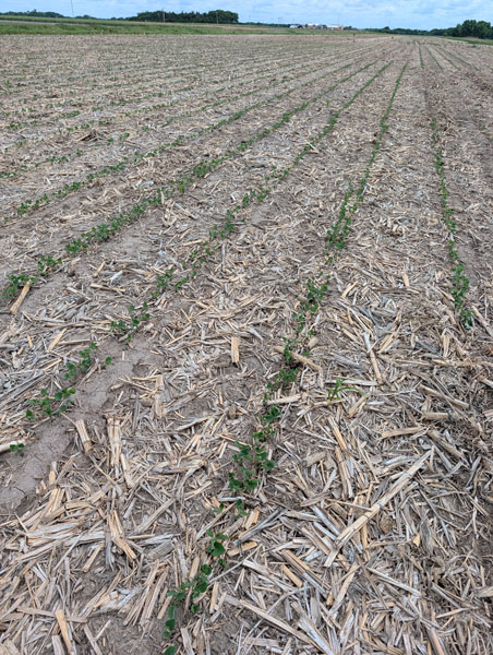 early soybeans in rows