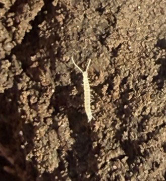 Small white centipede looking bug
