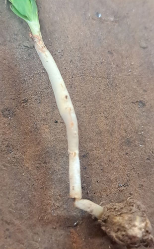 Base of plant showing damage