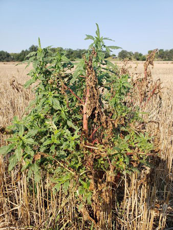 Large palmer amaranth plant growing in wheat stubble.