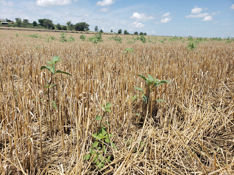 Weeds growing in wheat stubble