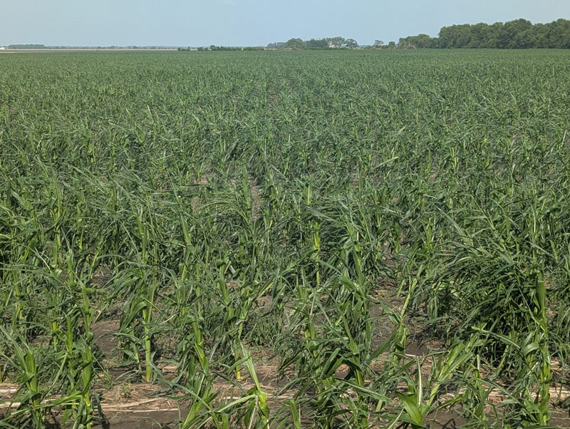 Corn plants with lots of defoliation from hail.