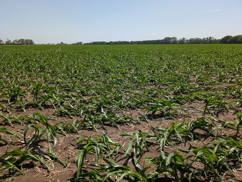 Laying down corn