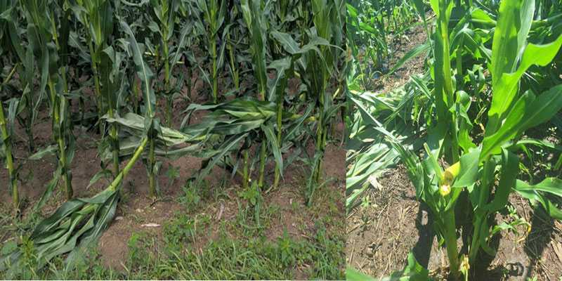 Corn stalks snapped off due to storms.