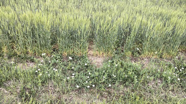 bindweed at the edge of a field