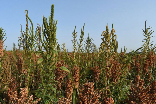 large palmer in a sorghum field