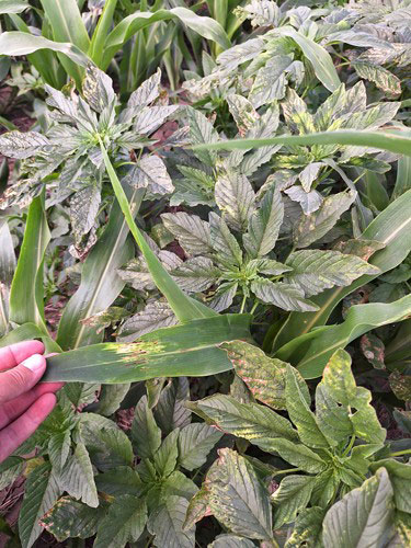 Leaf burn on palmer amaranth plants still alive.