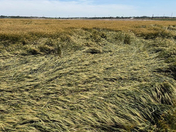 Wheat laying down in a field