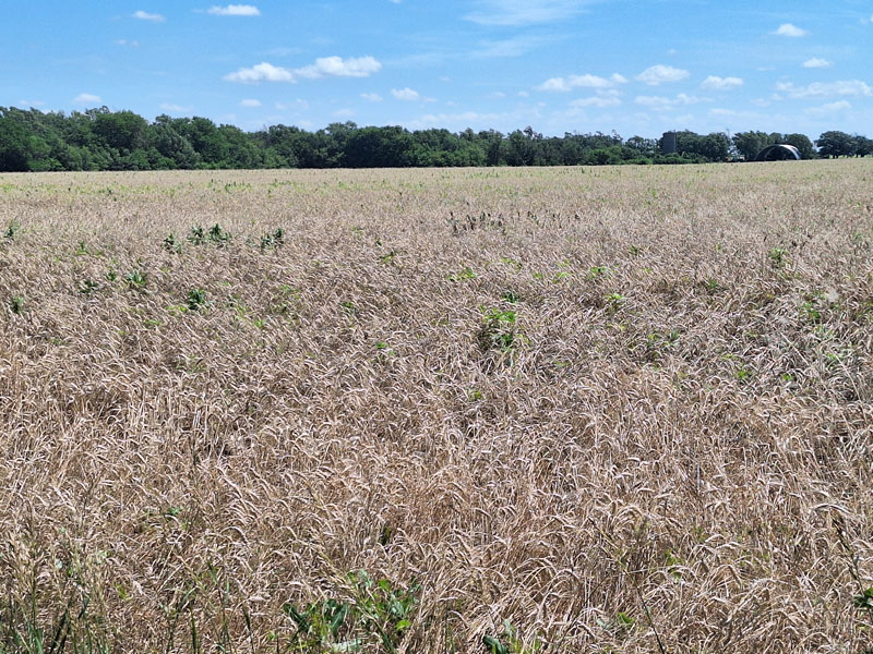 Weedy wheat field