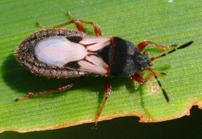 dark bug with white wings