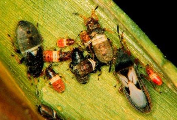 smaller, young bugs with dark bodies