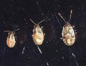 smaller younger bugs with light bodies