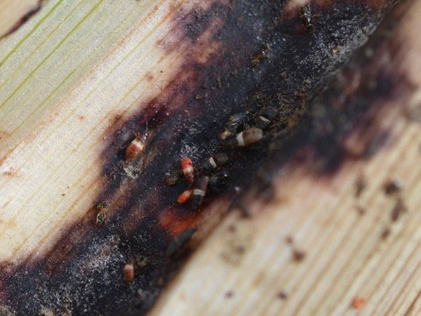 dark colored tissue damage by chinch bugs