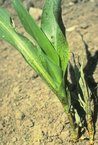 Feeding damage to a sorghum plant