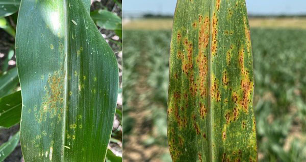 corn leaf with yellow discoloration