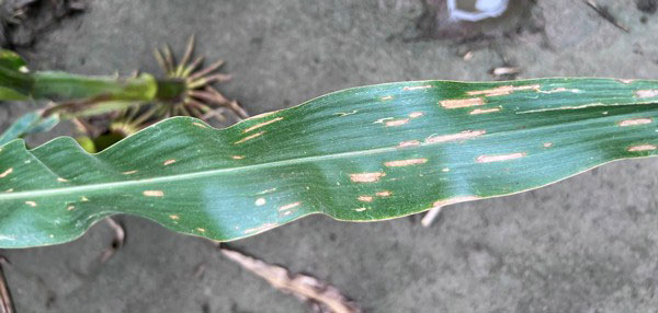 Lesions on corn leaves that are light colored