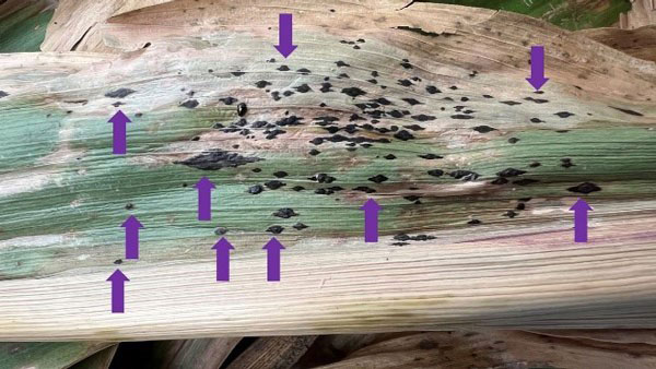 Black spots on corn leaves