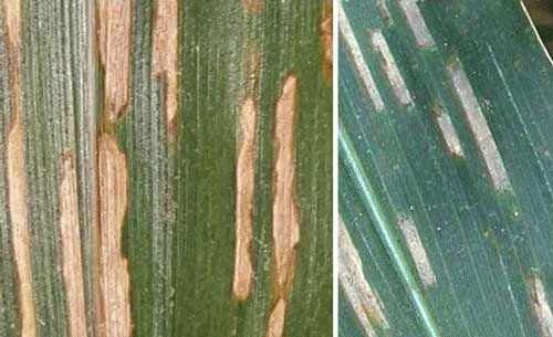 Light brown colored lesions on corn leaves