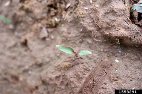 small emerged pokeweed plant
