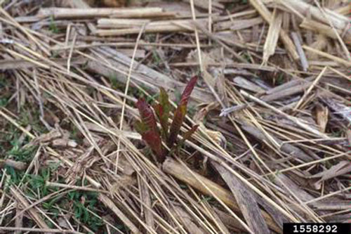 darker seedling emerging from residue