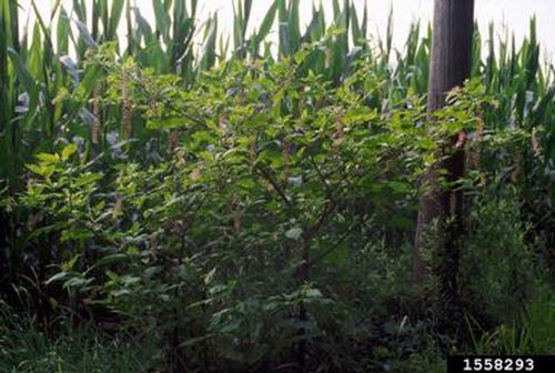 Large plant that looks like a small woody tree