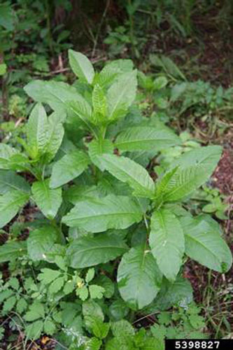 Plant with leaves that have pointed tip and wavy edges