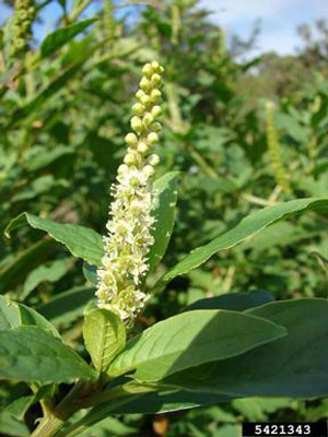 plant head with white flowers