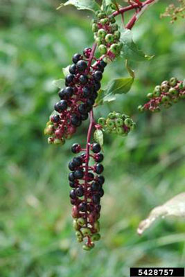 dark colored mature berries