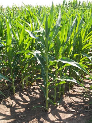 corn rows