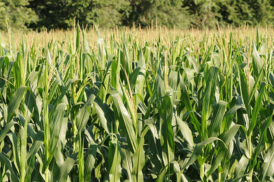corn field
