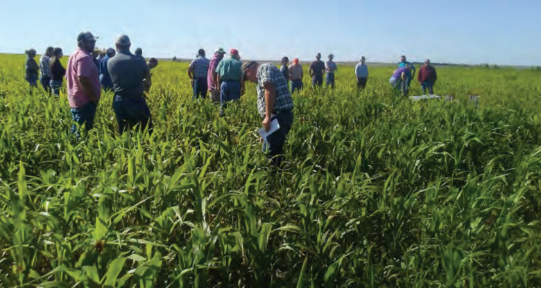 People standing in a field of growing forage