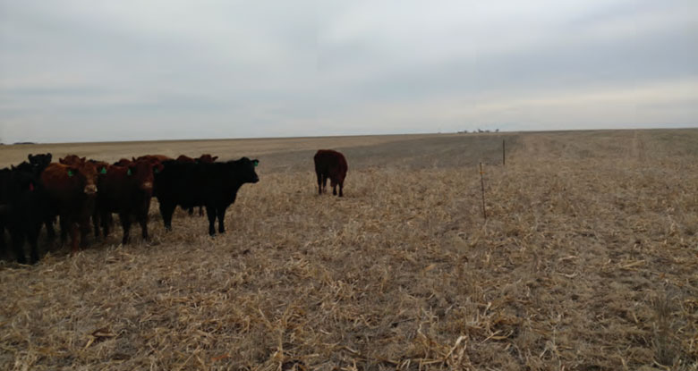 cows in a forage field