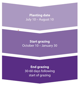 flow chart for timing cover crops planting and grazing