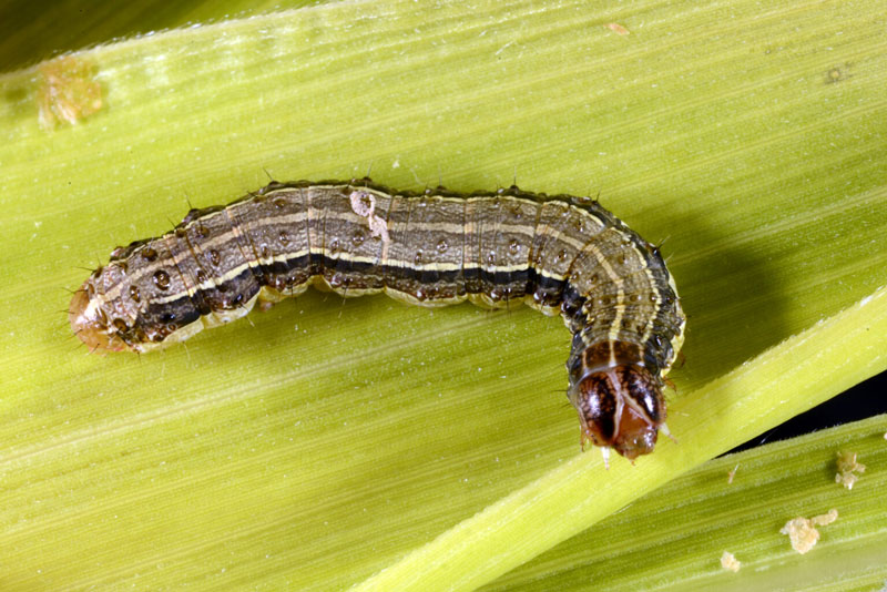 brown colored armyworm caterpillar