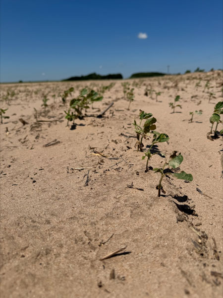 soil covered crops