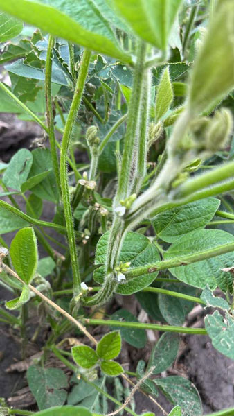 flowering soybean plant