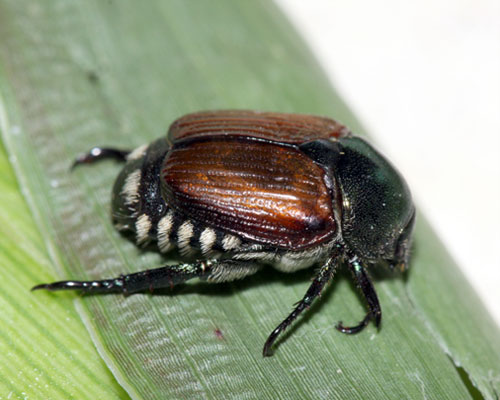 green colored adult beetle