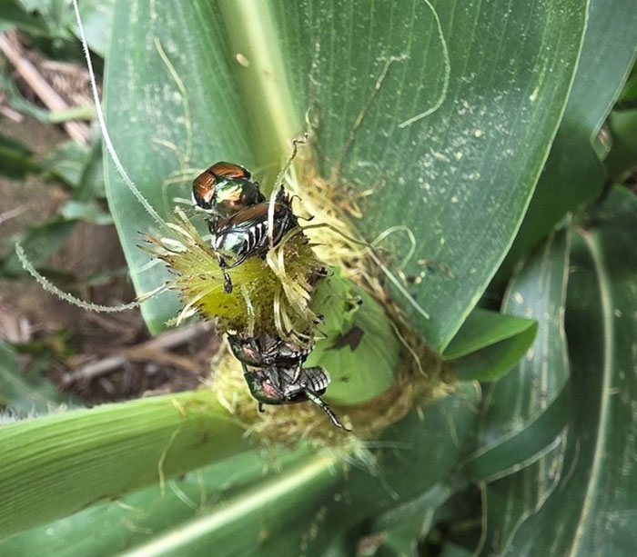 beetles feeding on corn silks