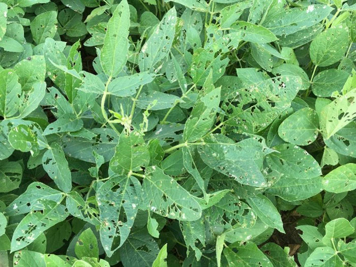 soybean foliage with feeding damage