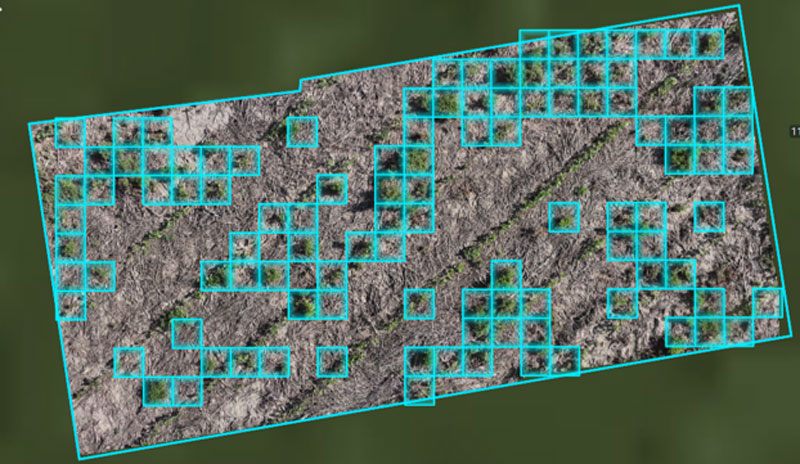 weed map of a field