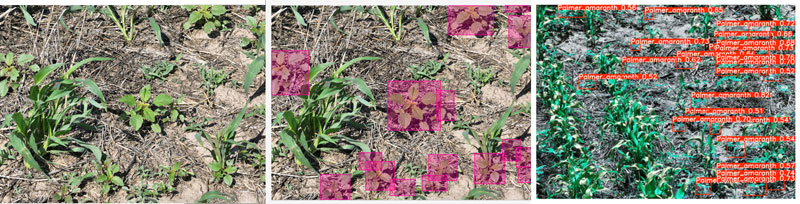 Different weeds in field images.