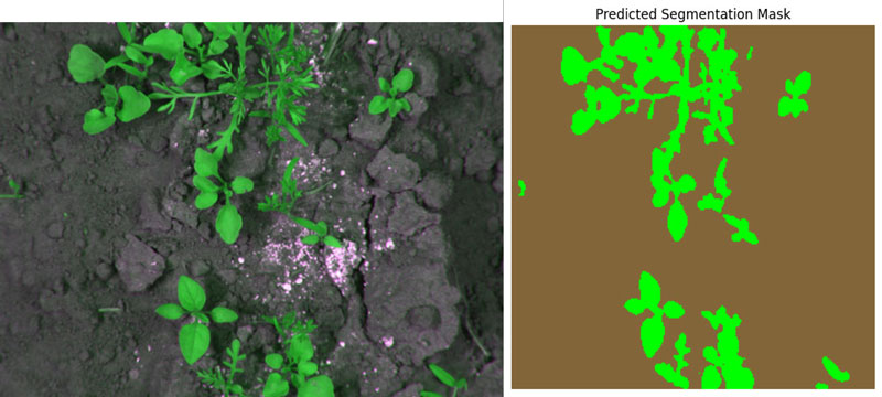 Real image of weeds and AI model image