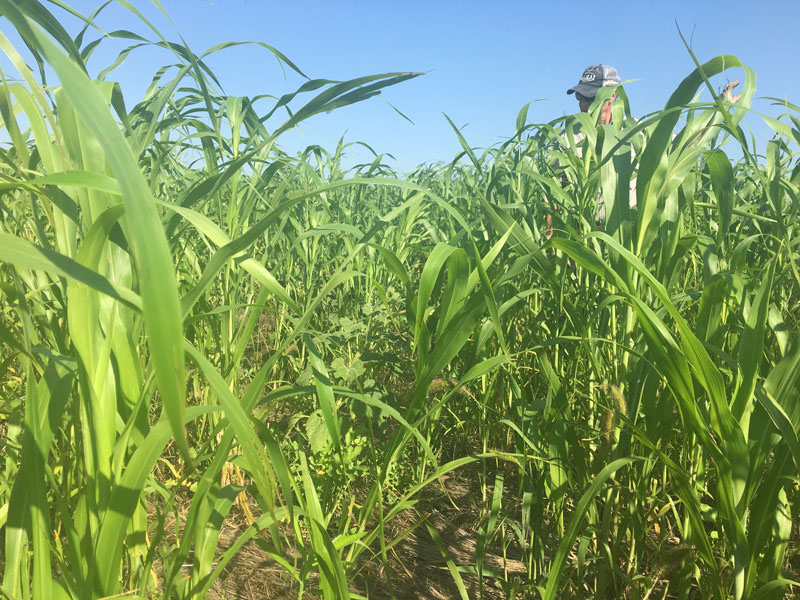 field of growing cover cropsw