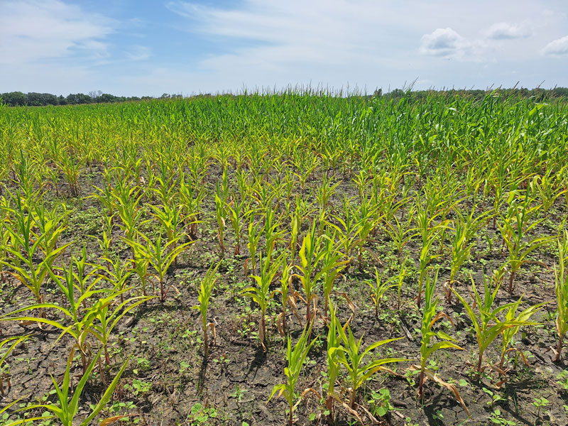 patchy corn field with weeds growing