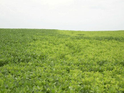 Field of soybeans that are paler green.