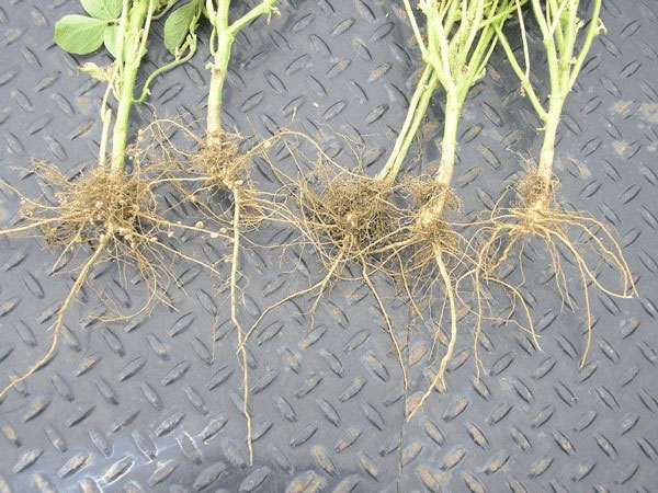 Soybean roots with small nodules
